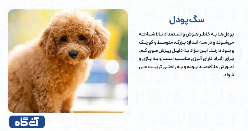سگ پودل