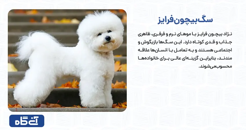 بیچون فرایز