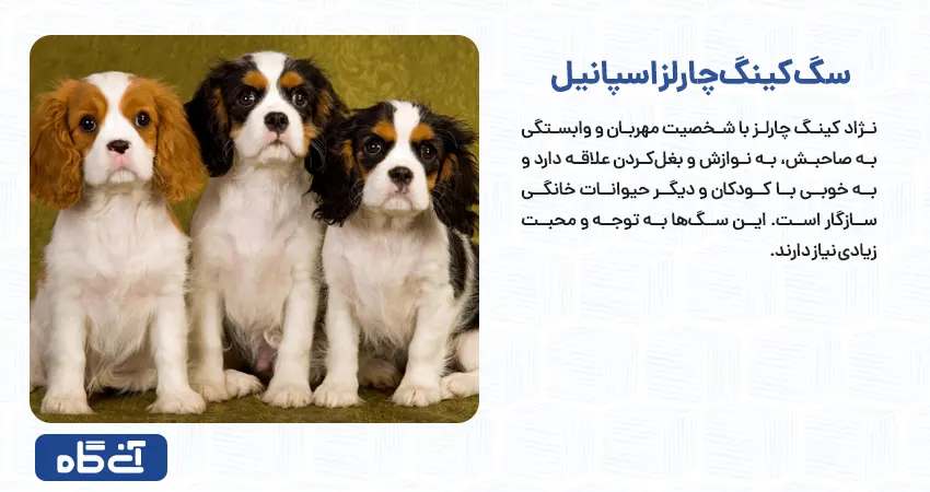 کینگ چارلز اسپانیل