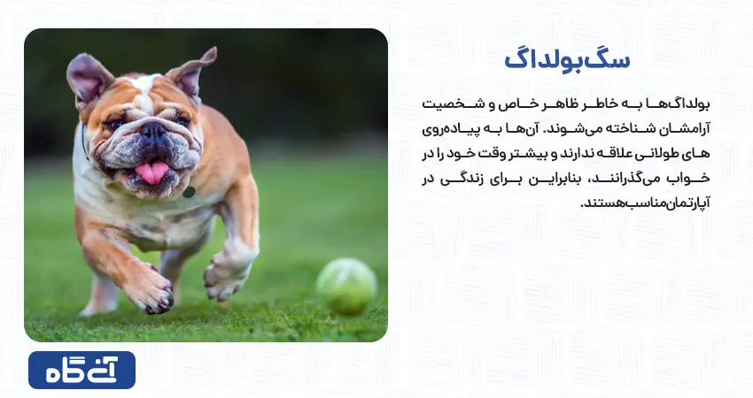 بولداگ