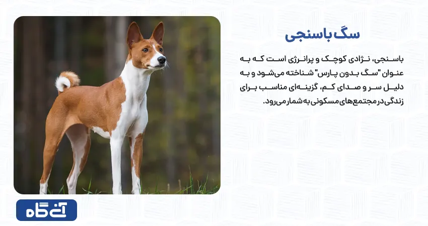 باسنجی