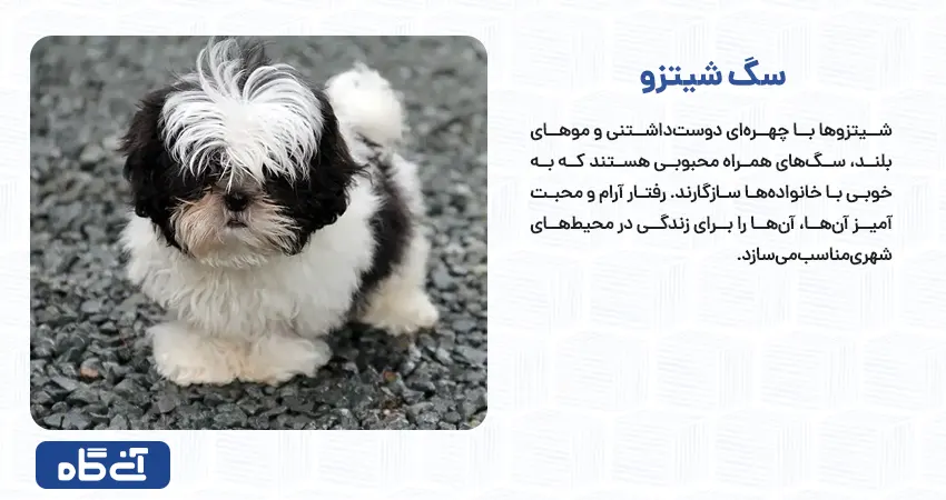 شیتزو