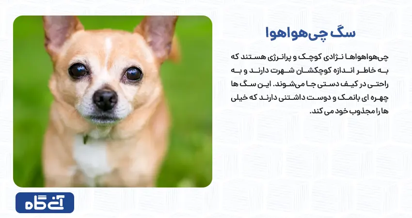 چی‌هواهوا