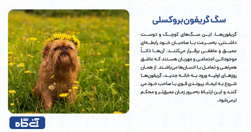 گریفون بروکسلی