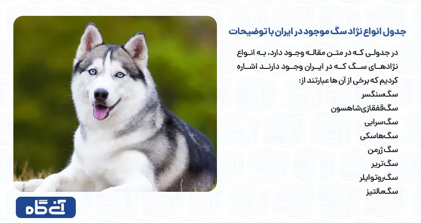 جدول انواع نژاد سگ موجود در ایران با توضیحات