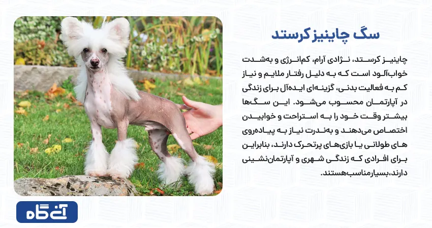  چاینیز کرستد