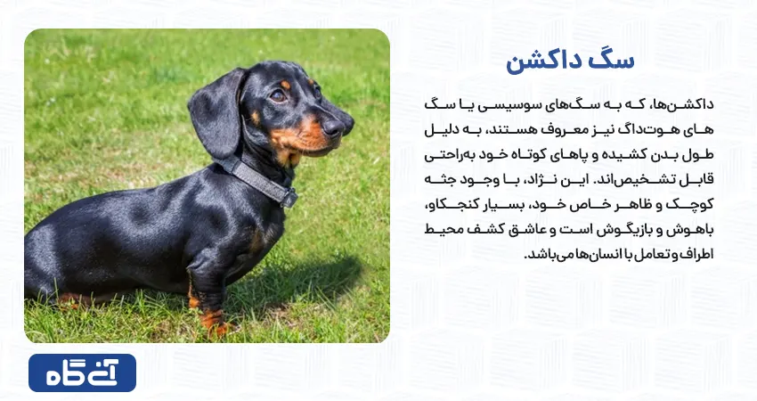 داکشن