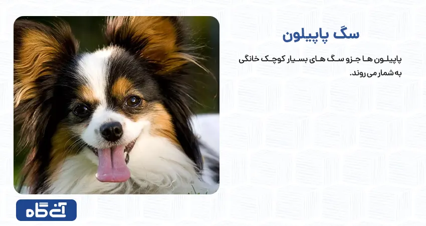 لیست نژاد سگ ها کوچک همراه عکس