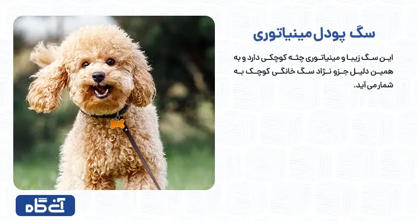 لیست نژاد سگ ها کوچک همراه عکس