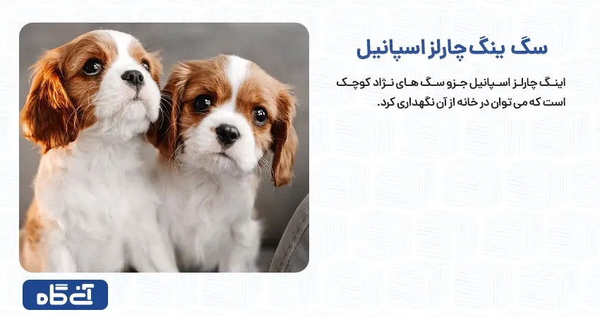 لیست نژاد سگ ها کوچک همراه عکس