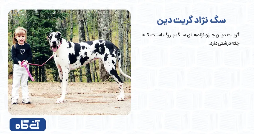 لیست نژاد سگ های بزرگ همراه عکس