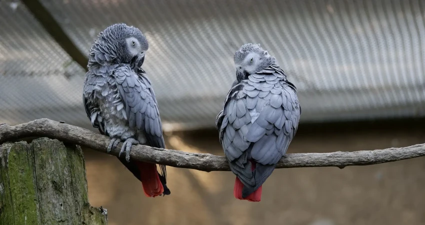 راهنمای خرید کاسکو