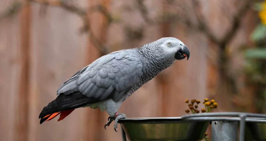 آموزش سخن گویی کاسکو