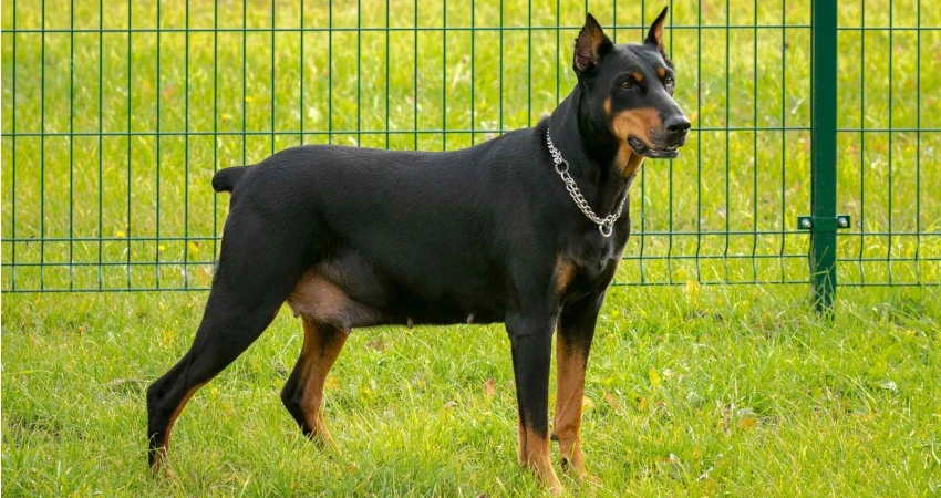 آموزش چگونه سگ را نگهبان کنیم