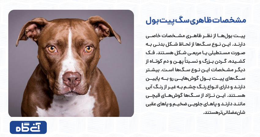 مشخصات ظاهری سگ پیت بول