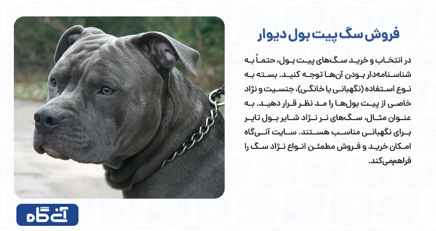 فروش سگ پیت بول دیوار