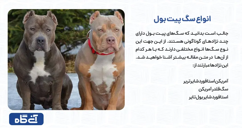 انواع سگ پیت بول