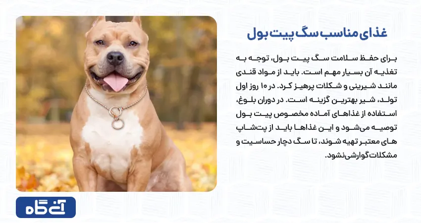 غذای مناسب سگ پیت بول