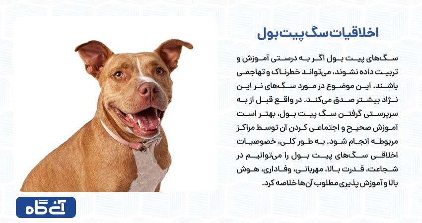 اخلاقیات سگ پیت بول