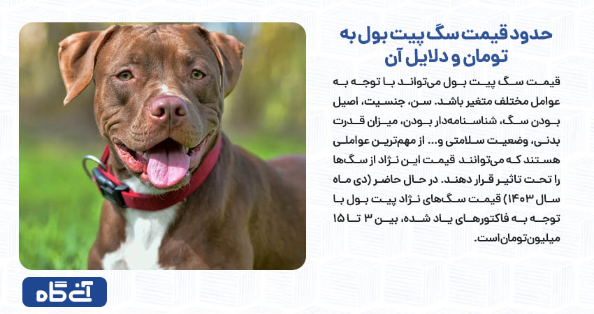 حدود قیمت سگ پیت بول به تومان و دلایل آن