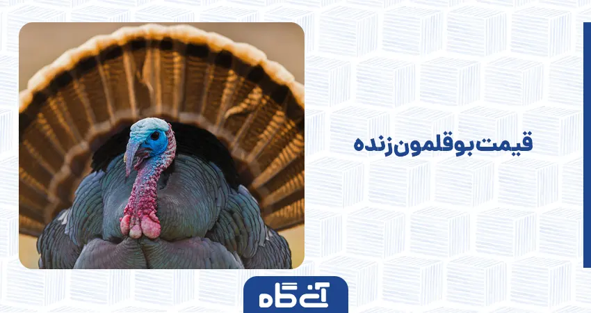  بوقلمون زنده
