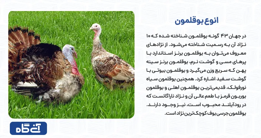 انوع بوقلمون
