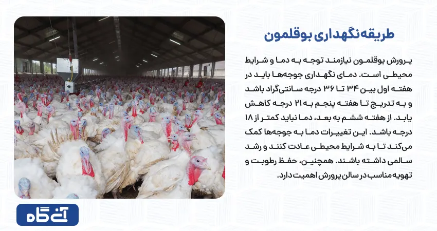 طریقه نگهداری بوقلمون