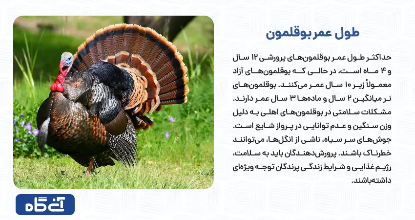 طول عمر بوقلمون 
