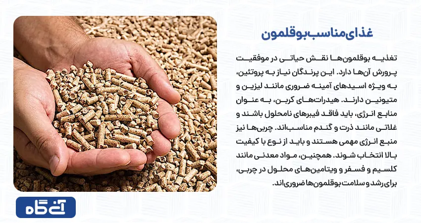 غذای مناسب بوقلمون
