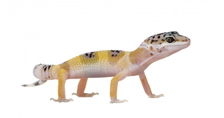 انواع خزندگان خانگی