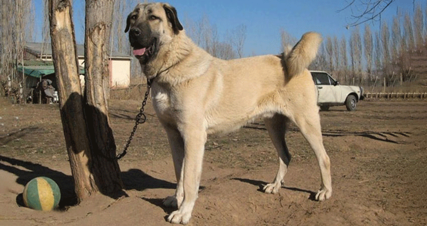 سگ سرابی بزرگ