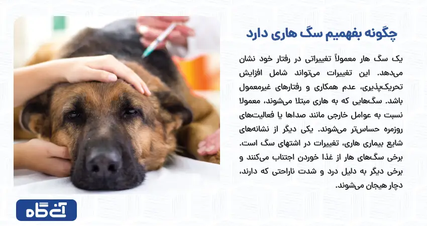 چگونه بفهمیم سگ هاری دارد