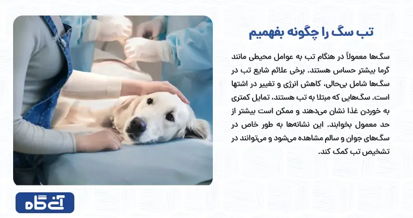 تب سگ را چگونه بفهمیم