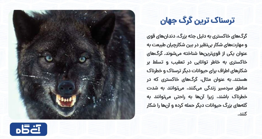 ترسناک ترین گرگ جهان