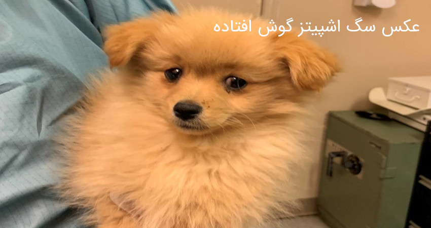 عکس سگ اشپیتز گوش افتاده