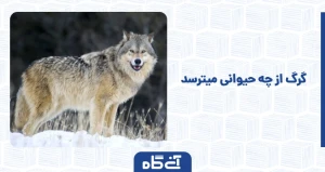 گرگ از چه حیوانی میترسد