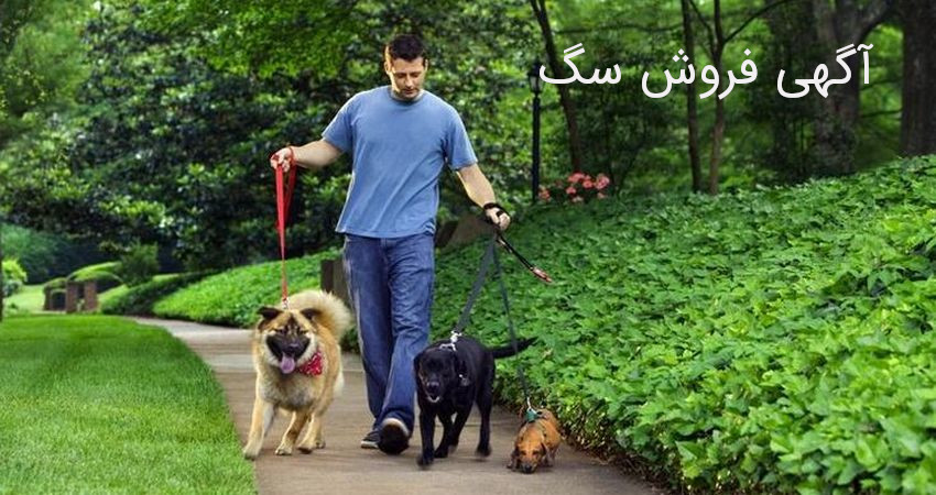 آگهی فروش سگ